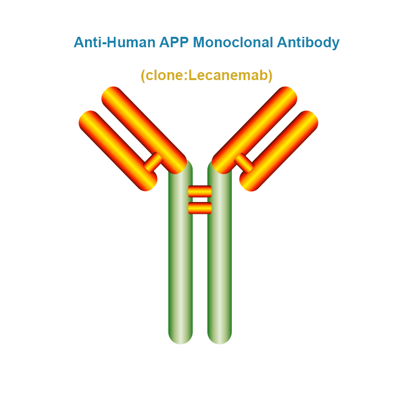 Anti-Human APP Monoclonal Antibody, Clone: Lecanemab