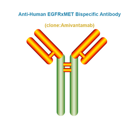Anti-Human EGFRxMET Bispecific Antibody, Clone: Amivantamab