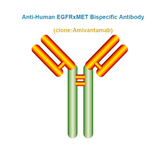 Anti-Human EGFRxMET Bispecific Antibody, Clone: Amivantamab