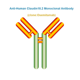 Anti-Human Claudin18.2 Monoclonal Antibody, Clone: Osemitamab