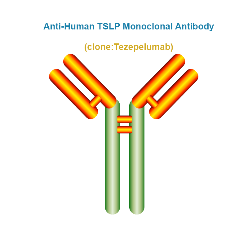 Anti-Human TSLP Monoclonal Antibody, Clone: Tezepelumab