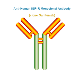 Anti-Human IGF1R Monoclonal Antibody, Clone: Ganitumab