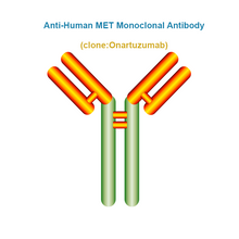 Load image into Gallery viewer, Anti-Human MET Monoclonal Antibody, Clone: Onartuzumab