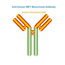 Anti-Human MET Monoclonal Antibody, Clone: Onartuzumab