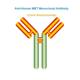 Anti-Human MET Monoclonal Antibody, Clone: Onartuzumab