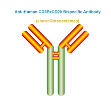 Load image into Gallery viewer, Anti-Human CD3ExCD20 Bispecific Antibody, Clone: Odronextamab