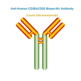 Anti-Human CD3ExCD20 Bispecific Antibody, Clone: Odronextamab