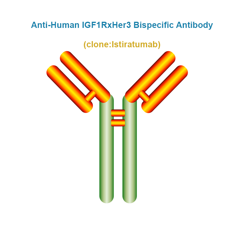 Anti-Human IGF1RxHer3 Bispecific Antibody, Clone: Istiratumab
