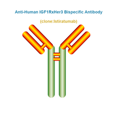 Load image into Gallery viewer, Anti-Human IGF1RxHer3 Bispecific Antibody, Clone: Istiratumab