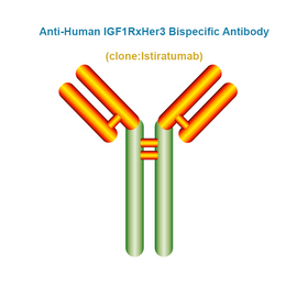 Anti-Human IGF1RxHer3 Bispecific Antibody, Clone: Istiratumab