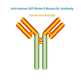 Anti-Human IGF1RxHer3 Bispecific Antibody, Clone: Istiratumab