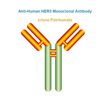 Load image into Gallery viewer, Anti-Human HER3 Monoclonal Antibody, Clone: Patritumab