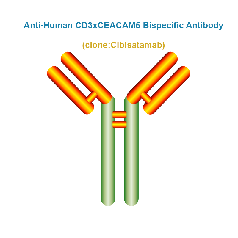 Anti-Human CD3xCEACAM5 Bispecific Antibody, Clone: Cibisatamab