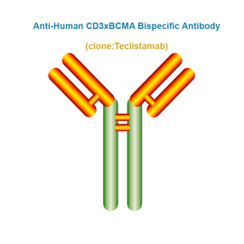 Anti-Human CD3xBCMA Bispecific Antibody, Clone: Teclistamab