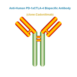 Anti-Human PD-1xCTLA-4 Bispecific Antibody, Clone: Cadonilimab
