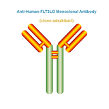 Anti-Human FLT3LG Monoclonal Antibody, Clone:adezkibart, Ships in 3-5 Weeks