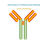 Anti-Human IL-17A Monoclonal Antibody, Clone: amdokitug, Ships in 3-5 Weeks