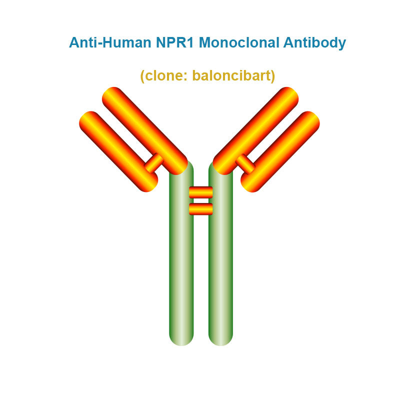Anti-Human NPR1 Monoclonal Antibody,  clone: baloncibart, Ships in 3-5 Weeks