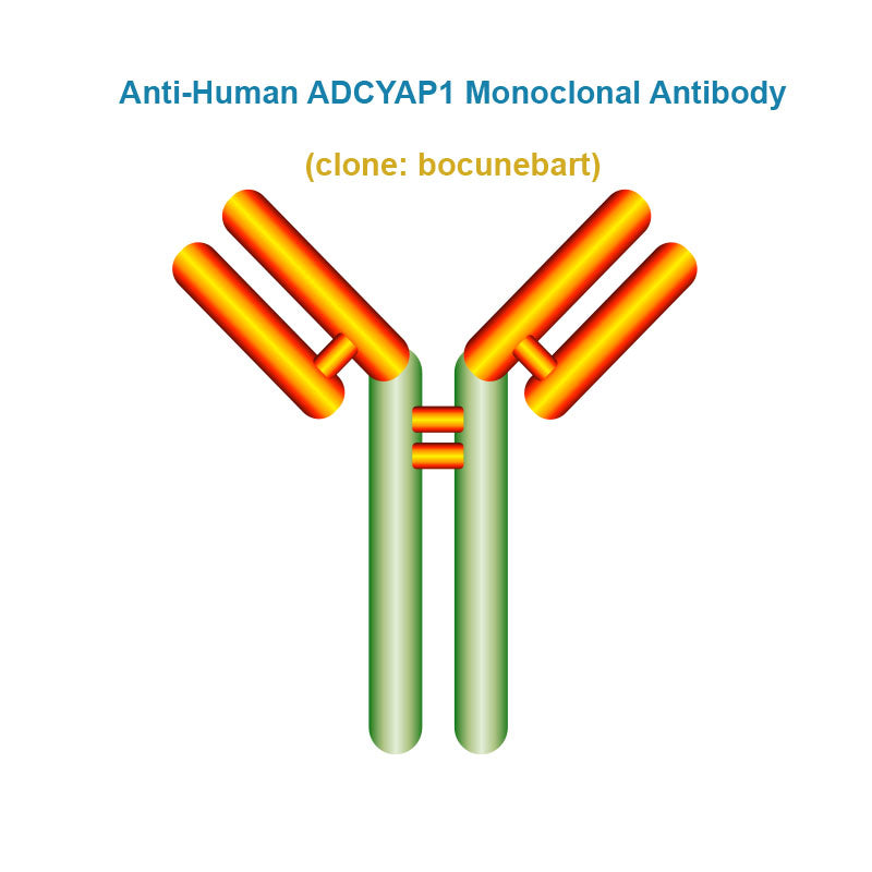 Anti-Human ADCYAP1 Monoclonal Antibody,  clone: bocunebart, Ships in 3-5 Weeks