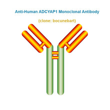 Load image into Gallery viewer, Anti-Human ADCYAP1 Monoclonal Antibody,  clone: bocunebart, Ships in 3-5 Weeks