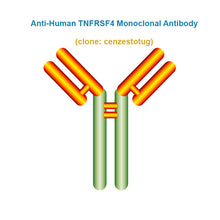 Load image into Gallery viewer, Anti-Human TNFRSF4 Monoclonal Antibody,  clone: cenzestotug, Ships in 3-5 Weeks