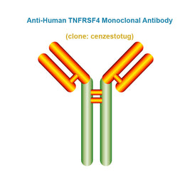 Anti-Human TNFRSF4 Monoclonal Antibody,  clone: cenzestotug, Ships in 3-5 Weeks