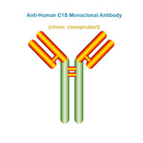 Anti-Human C1S Monoclonal Antibody,  clone: claseprubart, Ships in 3-5 Weeks