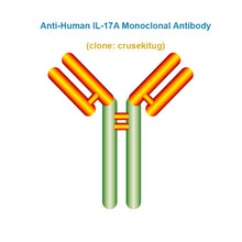 Load image into Gallery viewer, Anti-Human IL-17A Monoclonal Antibody,  clone: crusekitug, Ships in 3-5 Weeks