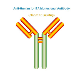 Anti-Human IL-17A Monoclonal Antibody,  clone: crusekitug, Ships in 3-5 Weeks