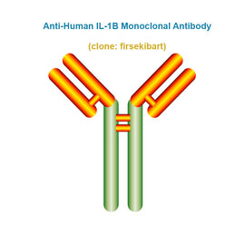 Anti-Human IL-1B Monoclonal Antibody,  clone: firsekibart, Ships in 3-5 Weeks
