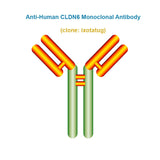 Anti-Human CLDN6 Monoclonal Antibody,  clone: ixotatug, Ships in 3-5 Weeks