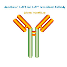 Load image into Gallery viewer, Anti-Human IL17A and IL17F Monoclonal Antibody,  clone: lecankitug, Ships in 3-5 Weeks