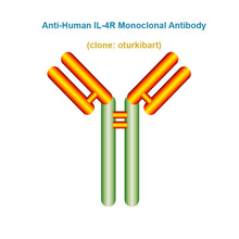 Load image into Gallery viewer, Anti-Human IL-4R Monoclonal Antibody,  clone: oturkibart, Ships in 3-5 Weeks