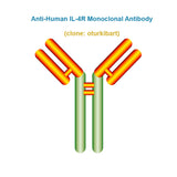 Anti-Human IL-4R Monoclonal Antibody,  clone: oturkibart, Ships in 3-5 Weeks
