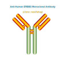 Load image into Gallery viewer, Anti-Human ERBB3 Monoclonal Antibody,  clone: ruzaltatug, Ships in 3-5 Weeks