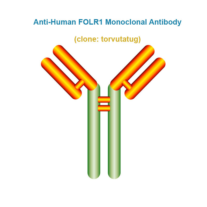 Anti-Human FOLR1 Monoclonal Antibody,  clone: torvutatug, Ships in 3-5 Weeks