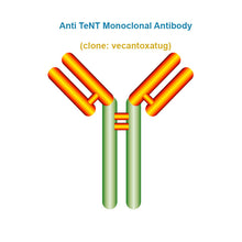 Load image into Gallery viewer, Anti-Human TeNT Monoclonal Antibody, clone: vecantoxatug, Ships in 3-5 Weeks