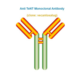 Anti-Human TeNT Monoclonal Antibody, clone: vecantoxatug, Ships in 3-5 Weeks