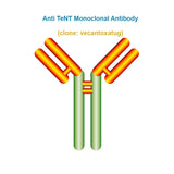 Anti-Human TeNT Monoclonal Antibody, clone: vecantoxatug, Ships in 3-5 Weeks