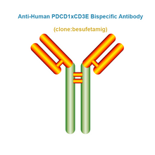 Load image into Gallery viewer, Anti-Human PDCD1×CD3E Bispecific Antibody,  clone: besufetamig, Ships in 3-5 Weeks