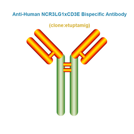 Anti-Human NCR3LG1×CD3E Bispecific Antibody,  clone: etuptamig, Ships in 3-5 Weeks