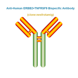 Anti-Human ERBB2×TNFRSF9 Bispecific Antibody,  clone: nesfrotamig, Ships in 3-5 Weeks