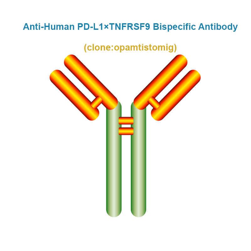 Anti-Human PD-L1×TNFRSF9 Bispecific Antibody,  clone: opamtistomig, Ships in 3-5 Weeks