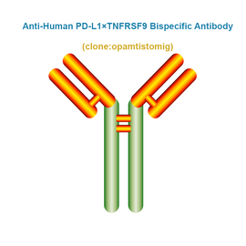 Anti-Human PD-L1×TNFRSF9 Bispecific Antibody,  clone: opamtistomig, Ships in 3-5 Weeks