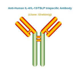 Anti-Human IL-4/IL-13/TSLP trispecific Antibody,  clone: tilrekimig, Ships in 3-5 Weeks