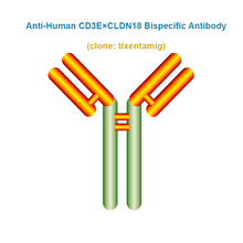 Load image into Gallery viewer, Anti-Human CD3E×CLDN18 Bispecific Antibody,  clone: tixentamig, Ships in 3-5 Weeks