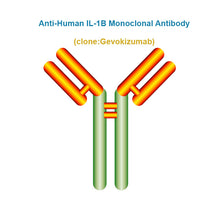 Load image into Gallery viewer, Anti-Human IL-1B Monoclonal Antibody, Clone: Gevokizumab