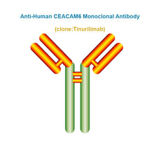 Load image into Gallery viewer, Anti-Human CEACAM6 Monoclonal Antibody, Clone: Tinurilimab