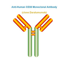 Load image into Gallery viewer, Anti-Human CD38 Monoclonal Antibody, Clone: Daratumumab
