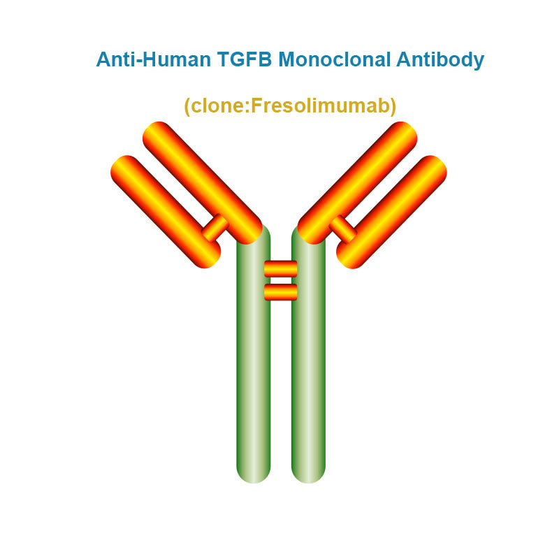 Anti-Human TGFB Monoclonal Antibody, Clone: Fresolimumab